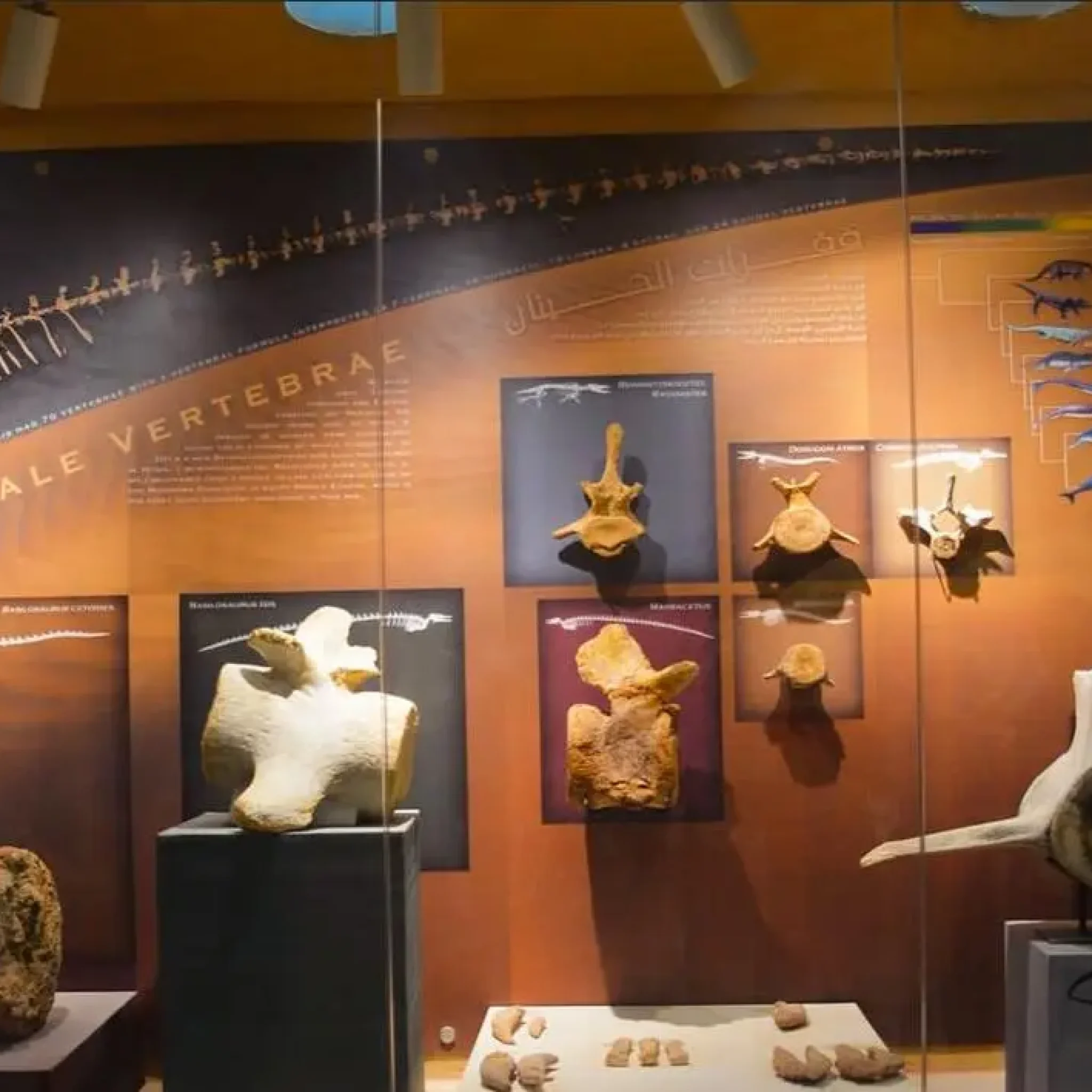 WhatsApp Image 2026-03-24 at 6.10.57 PM (4)