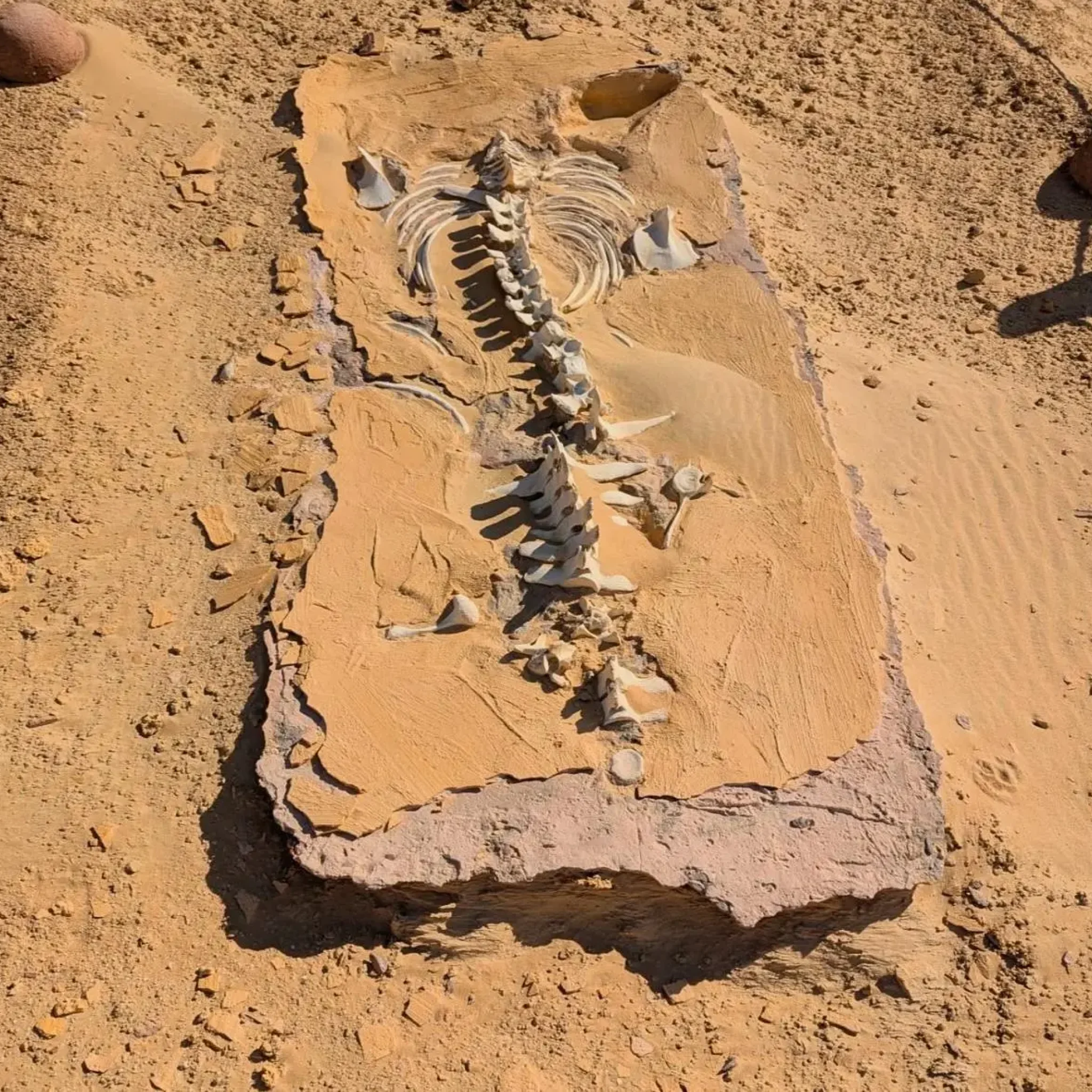 WhatsApp Image 2026-03-24 at 6.10.59 PM